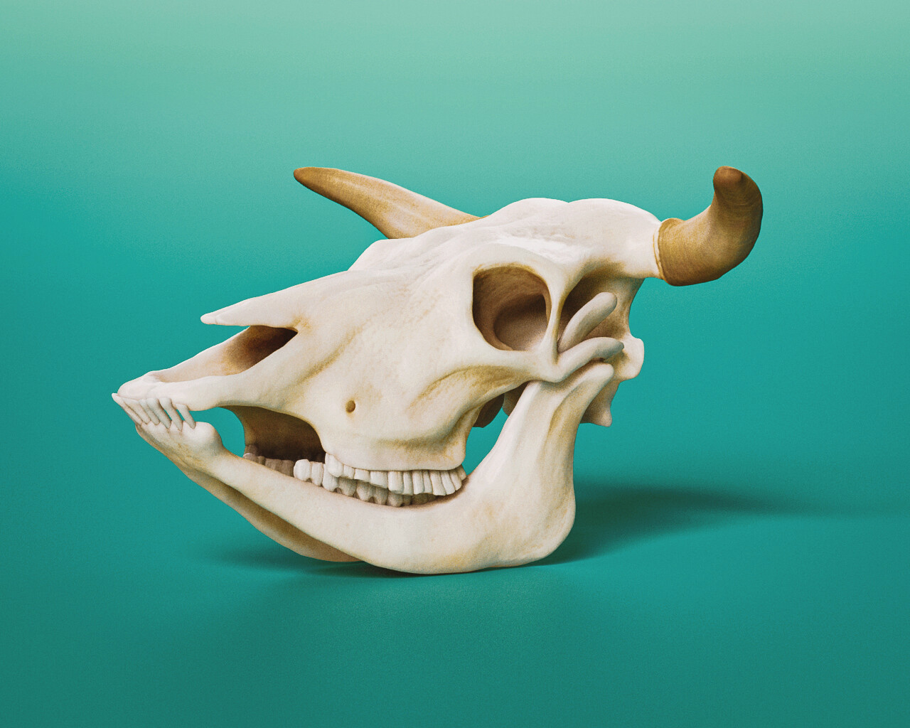 Cow Skull - Digital study