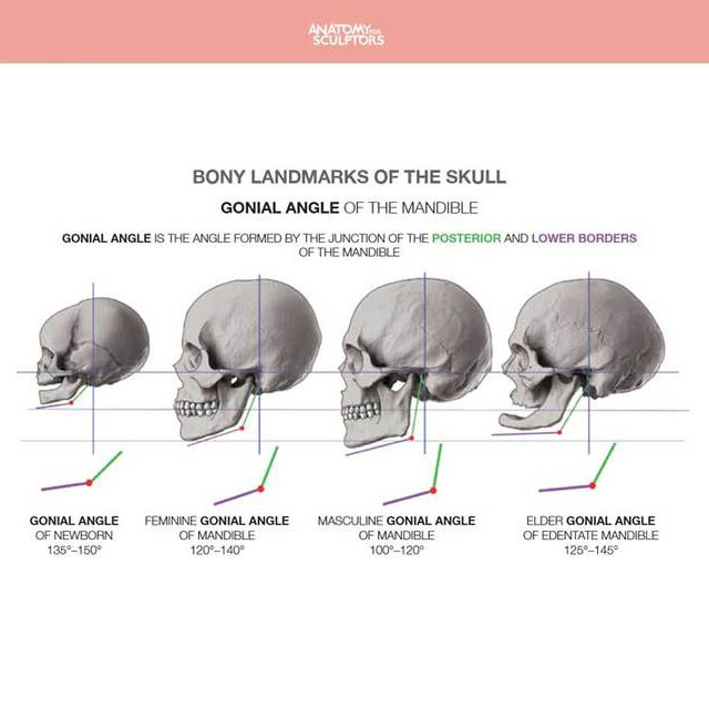 Gonial angle