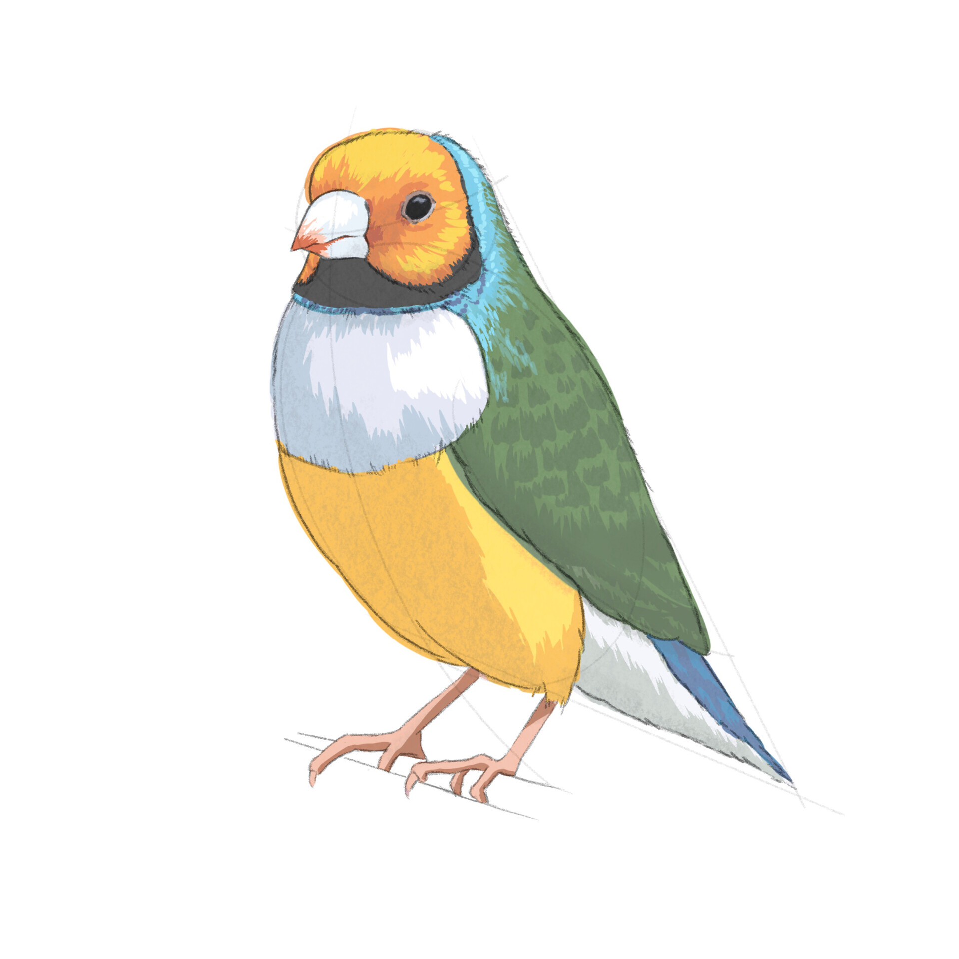 ArtStation - Gouldian Finch