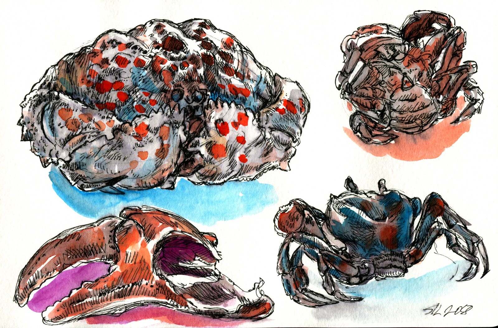 Crabs!
