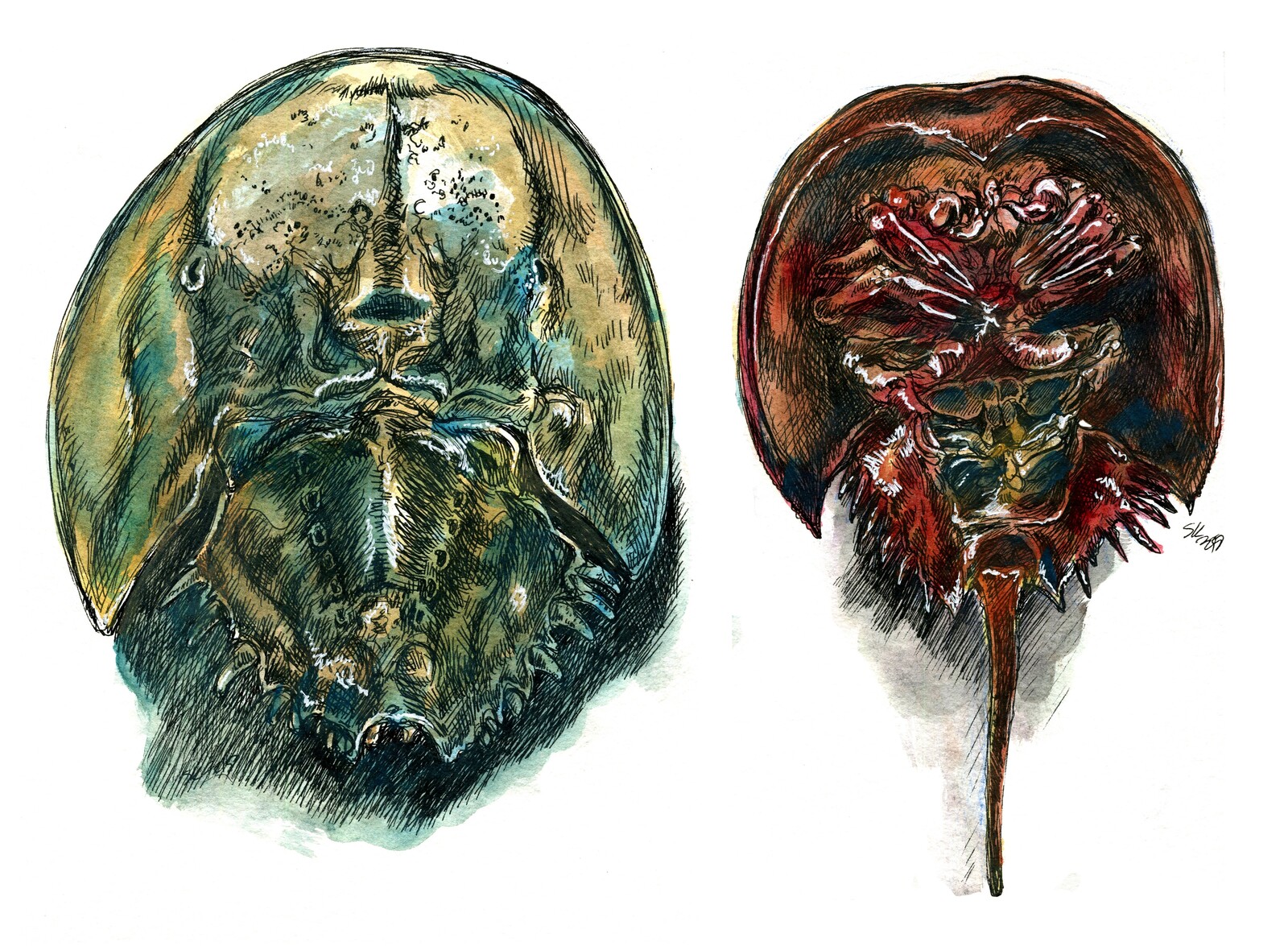 Cool horseshoe crabs.