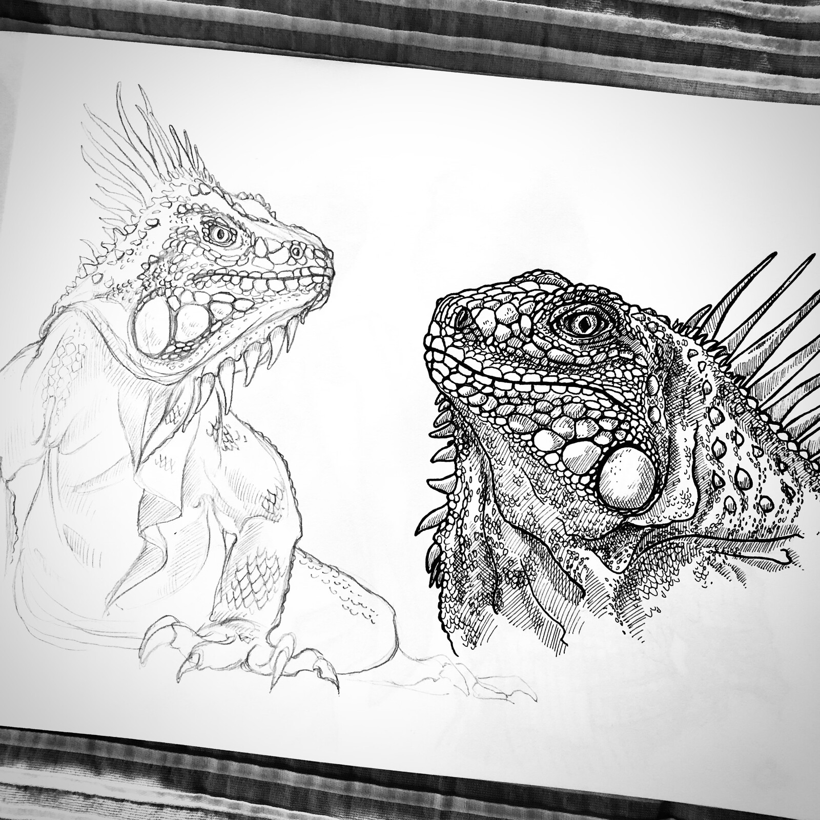 Spiky animal - Iguanas