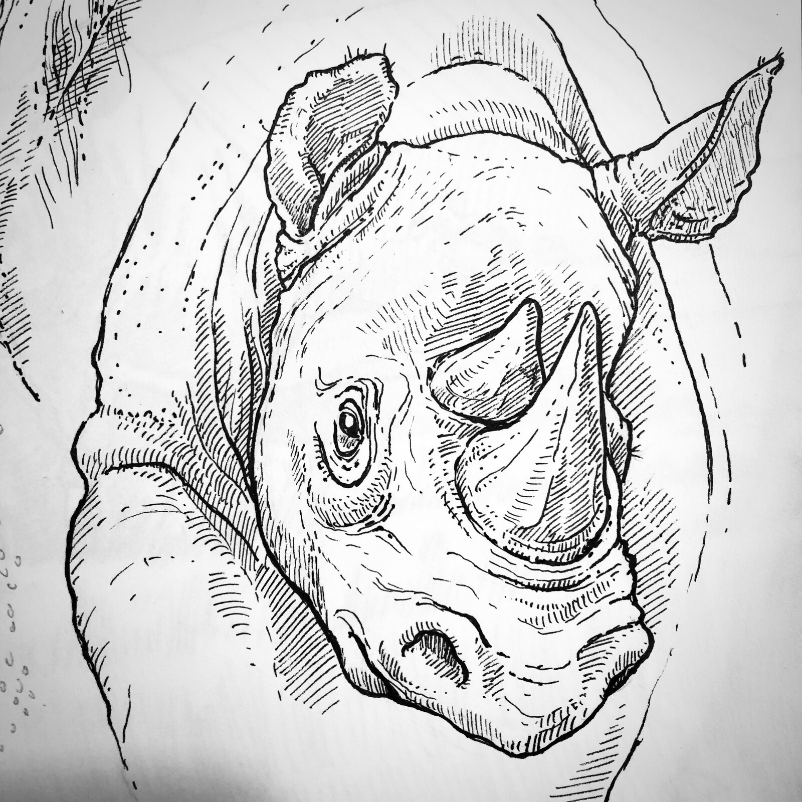 Soft and spiky animals - the rhinoceros