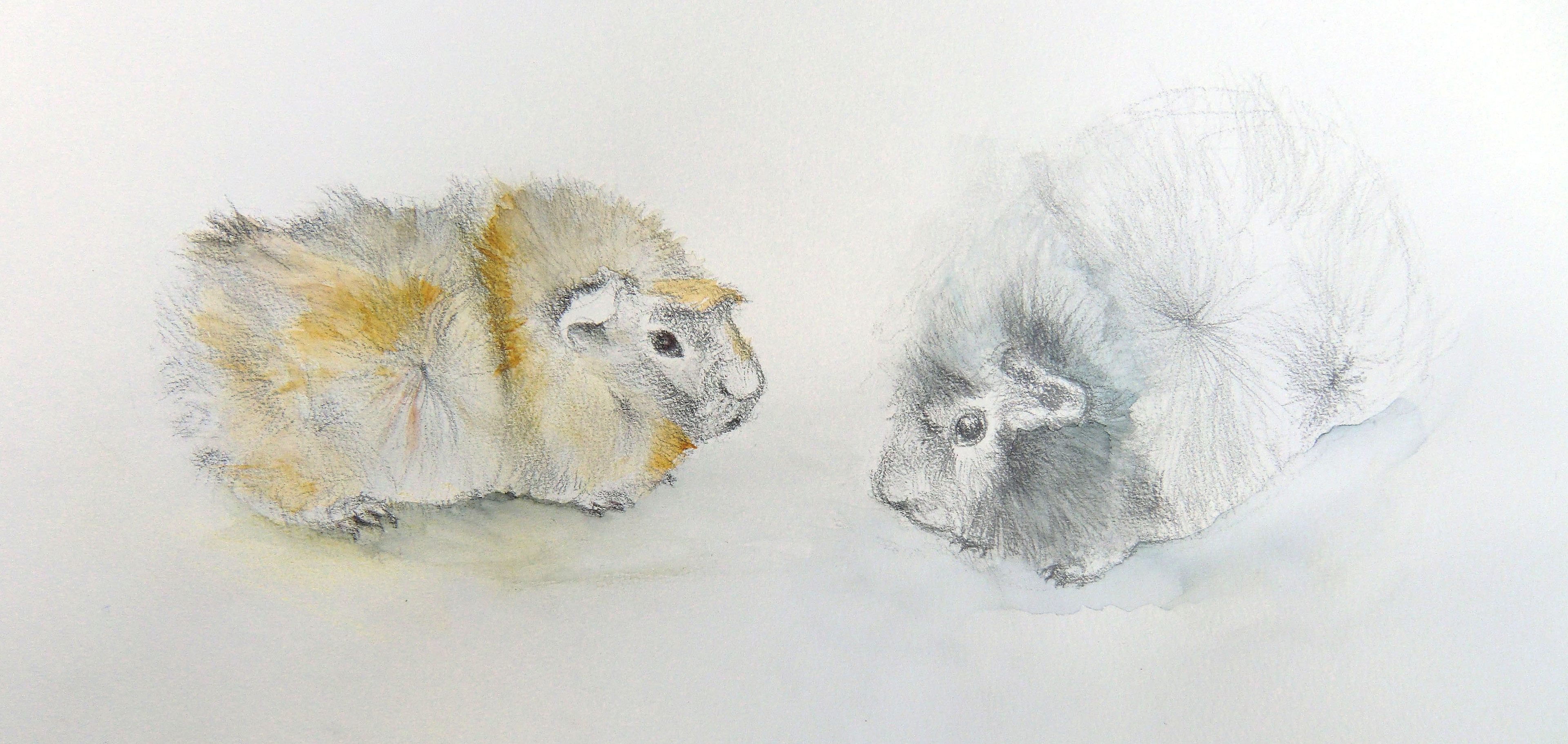 Pauline's guinea pigs (drawn from life)