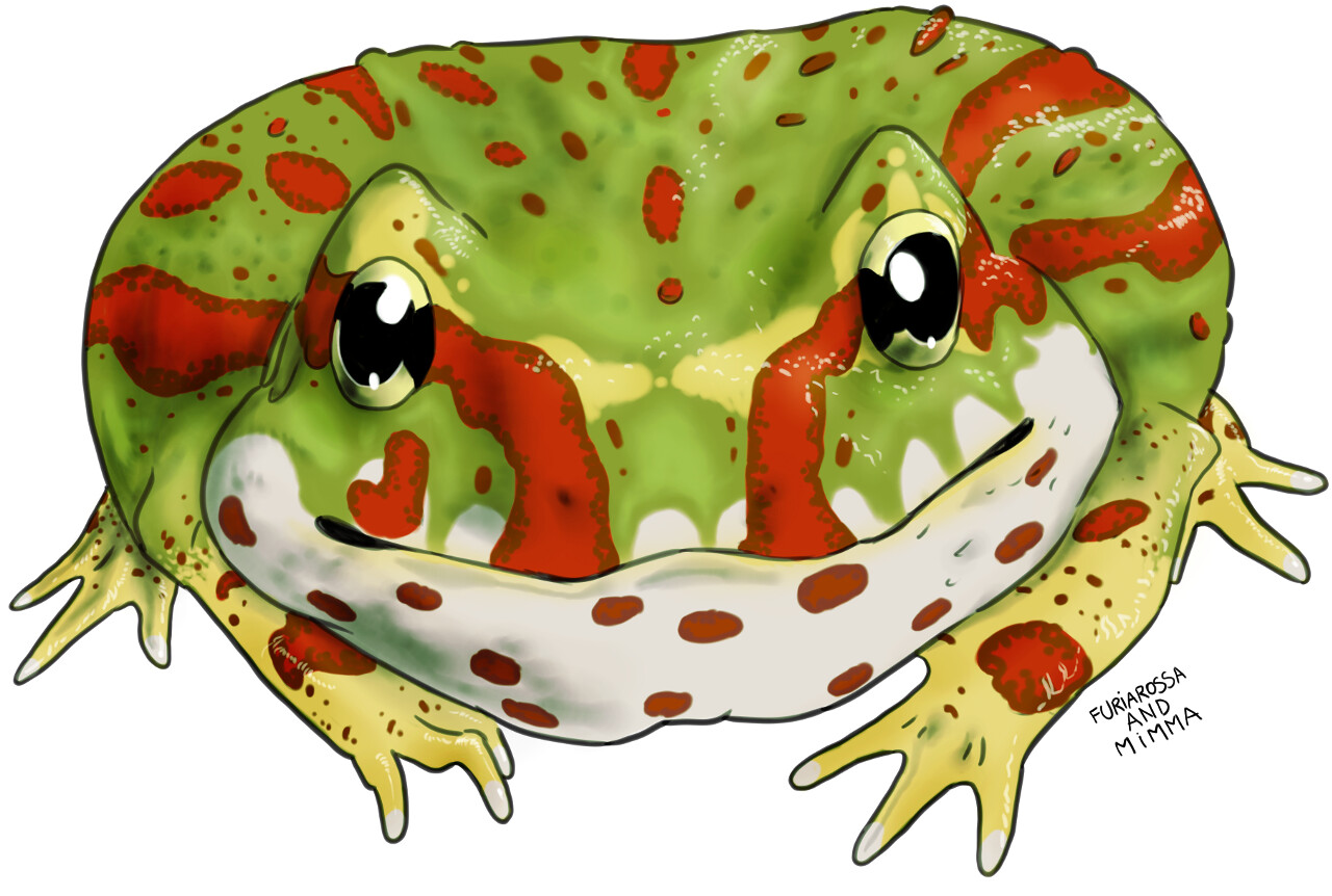 This big similing potato is a Ceratophrys cranwelli, one of the pacman frogs.
