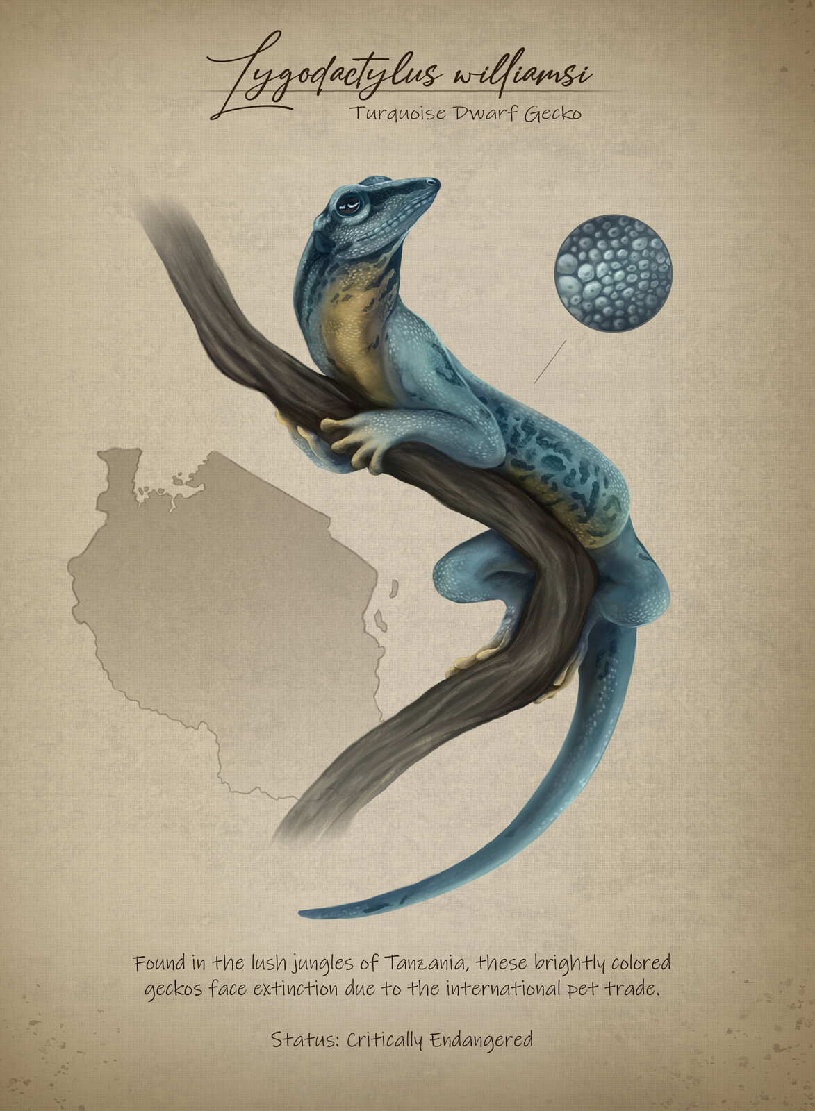 Turquoise Dwarf Gecko