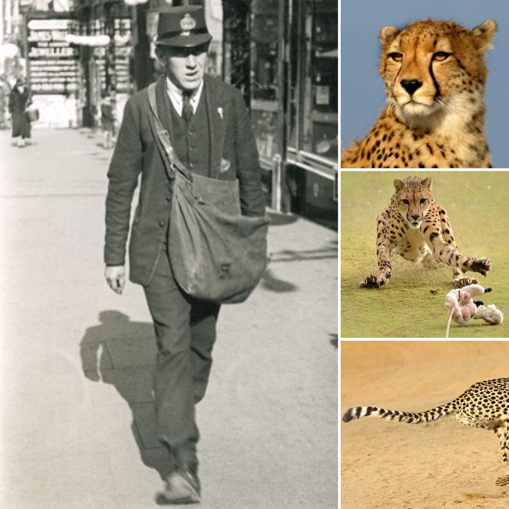 References a cheetah and a 1920 United Kingdom postman