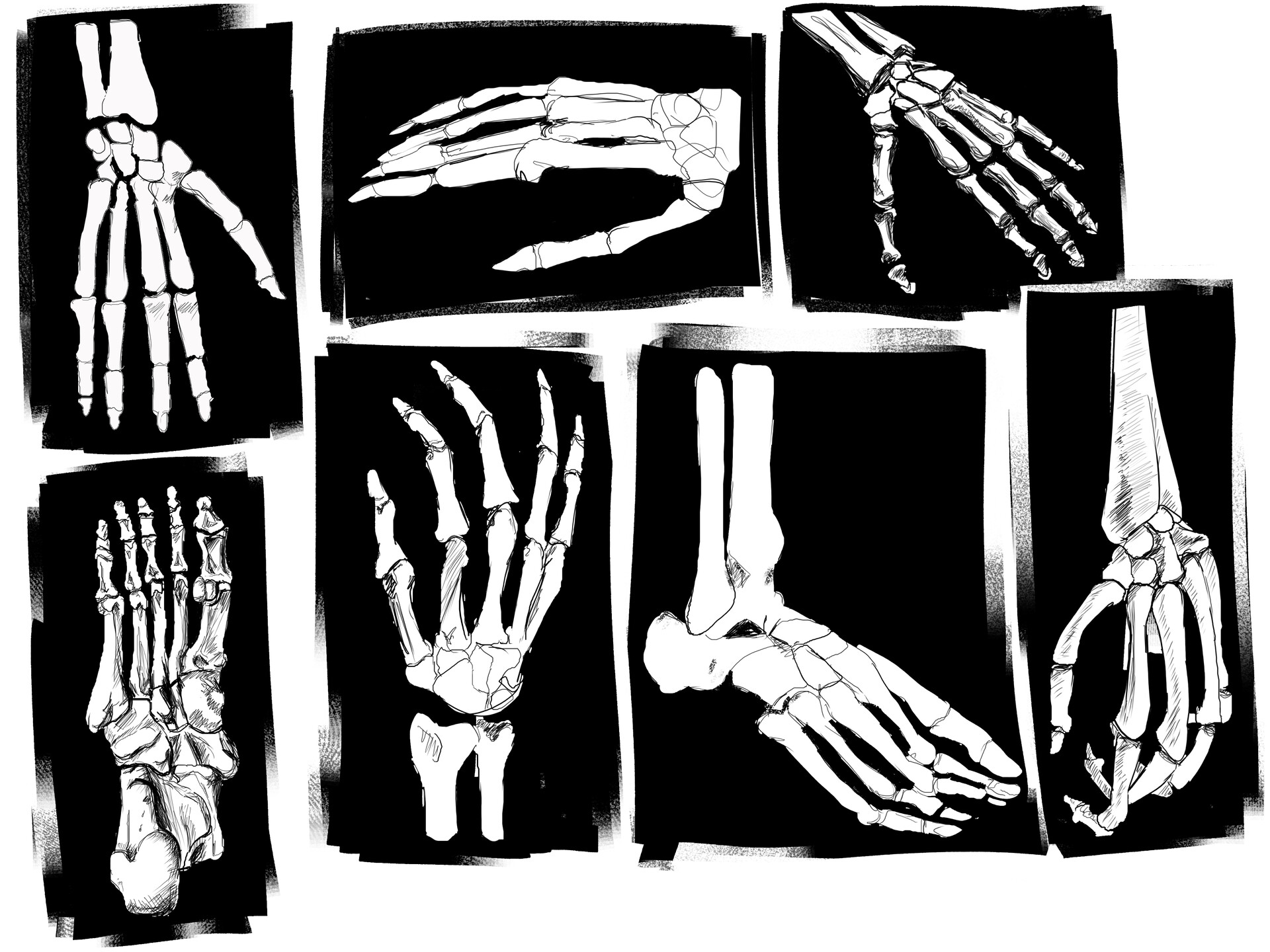 Bones of Hands and Feet Biology Diagrams
