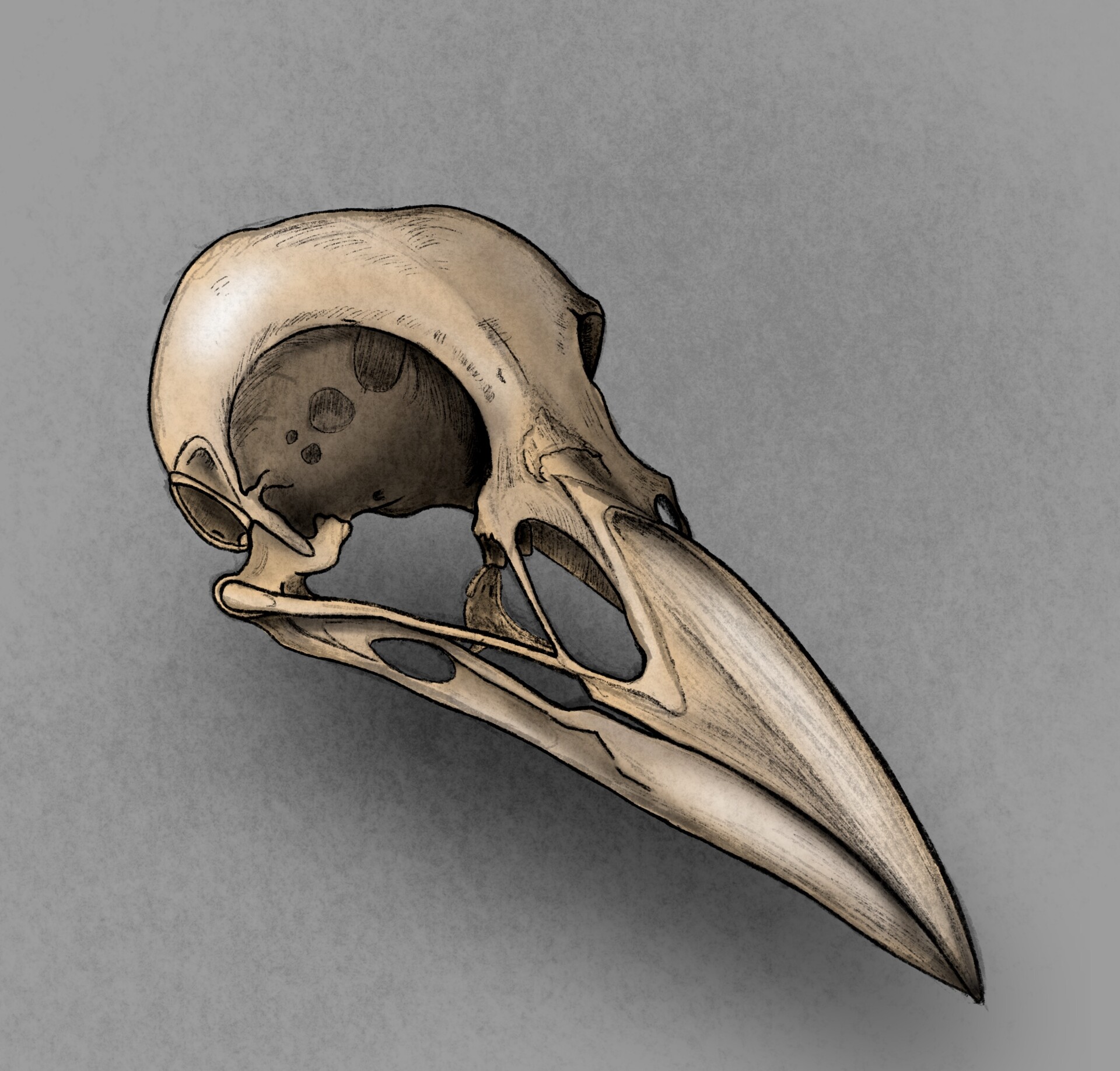 ArtStation Crow skull
