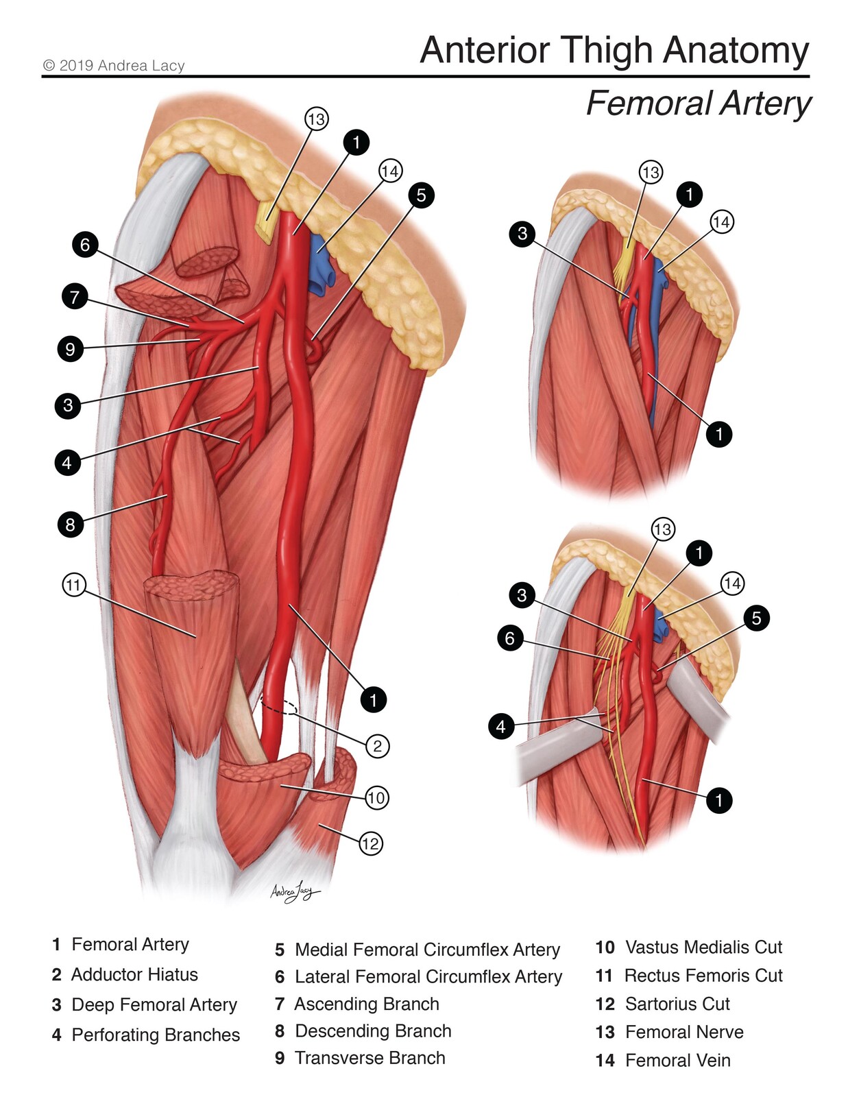 Anterior Thigh Anatomy-Femoral Artery