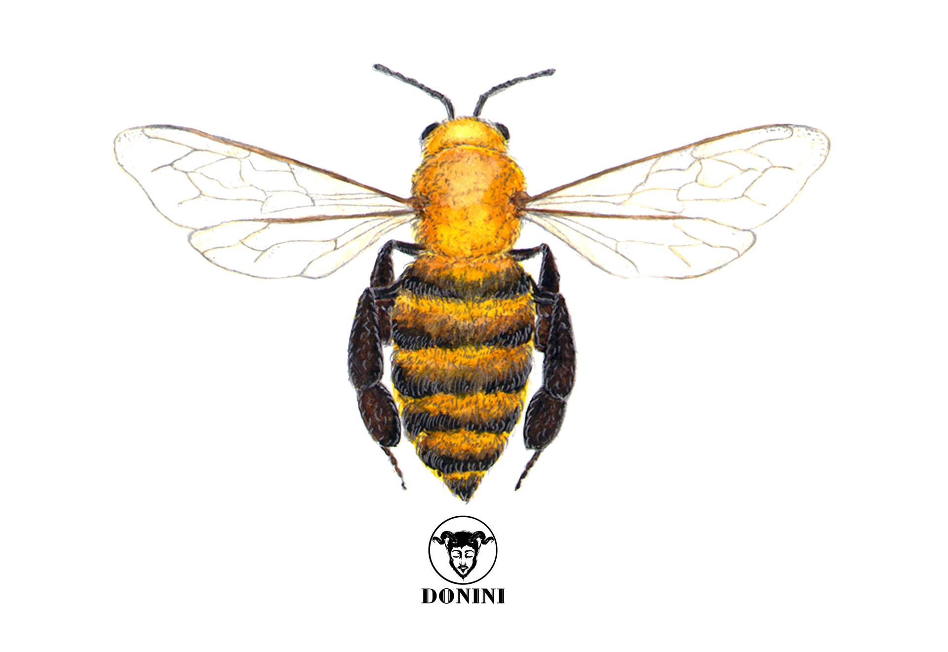 ArtStation - Bee's wing