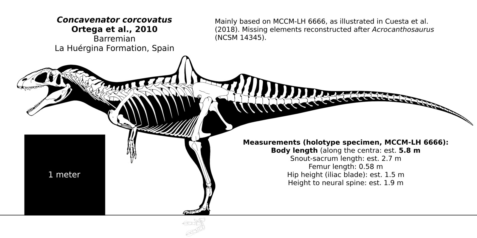 Concavenator corcovatus skeletal reconstruction.