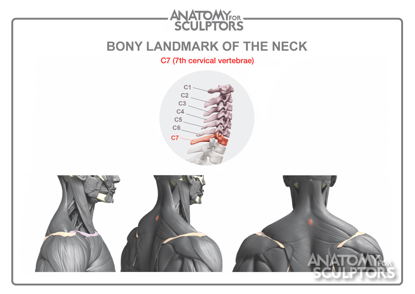 7th Cervical Vertebrae