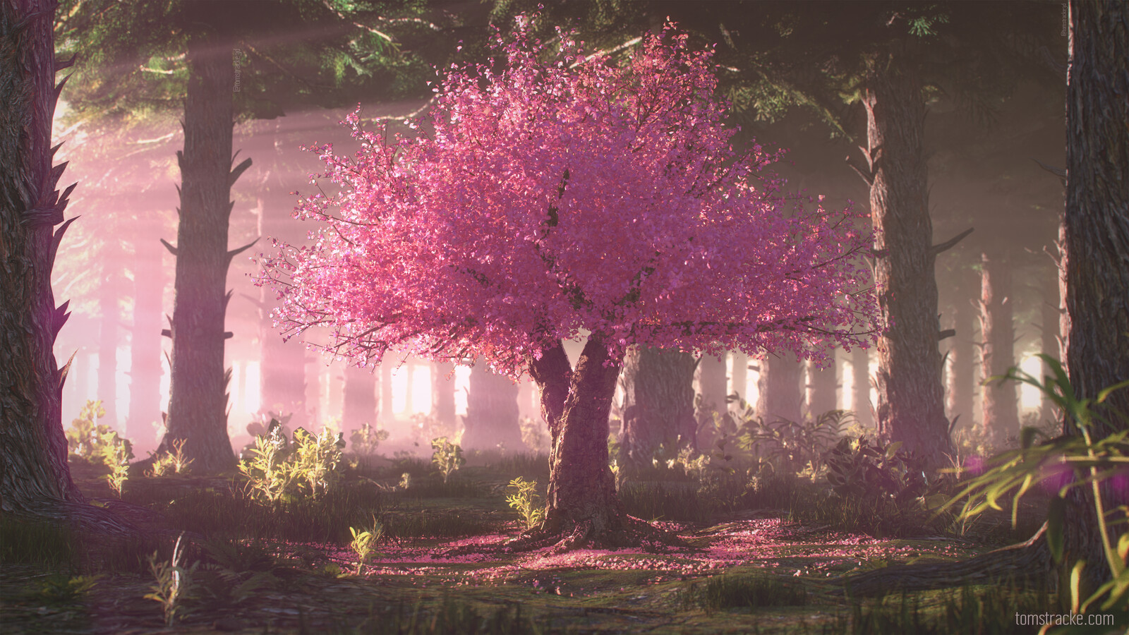 Tom Stracke - The King Tree