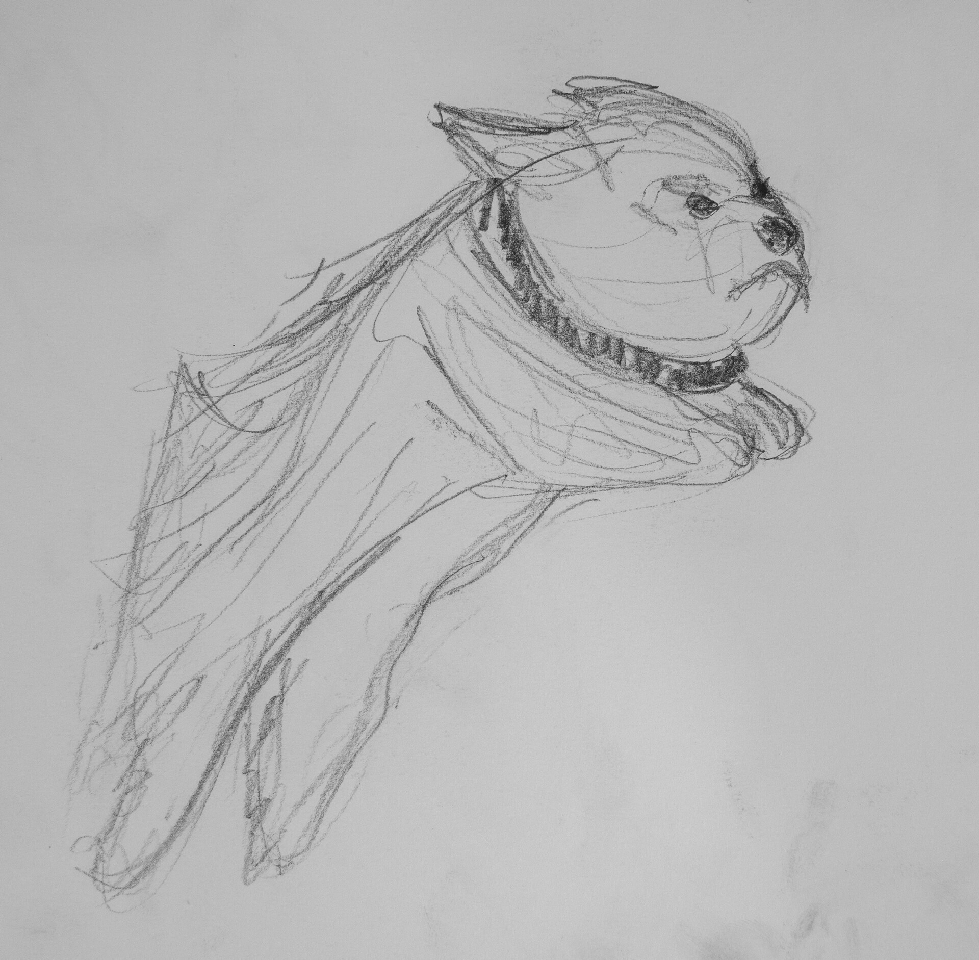 ArtStation - Animal Drawings ArtStation - Animal Drawings