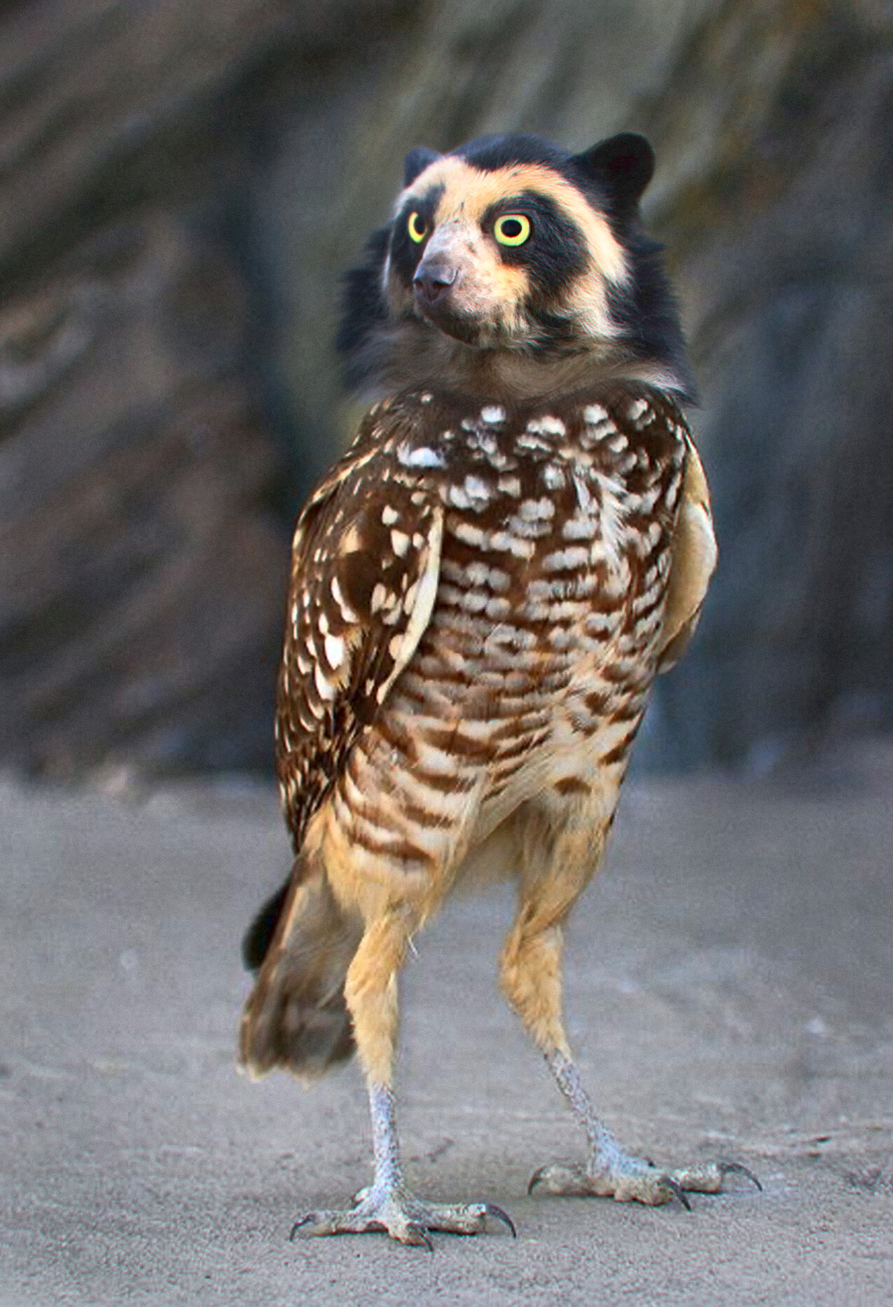 ArtStation - Spectacled Owlbear (hybrid owl/bear)