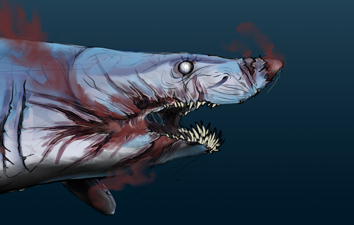 mako shark drawing