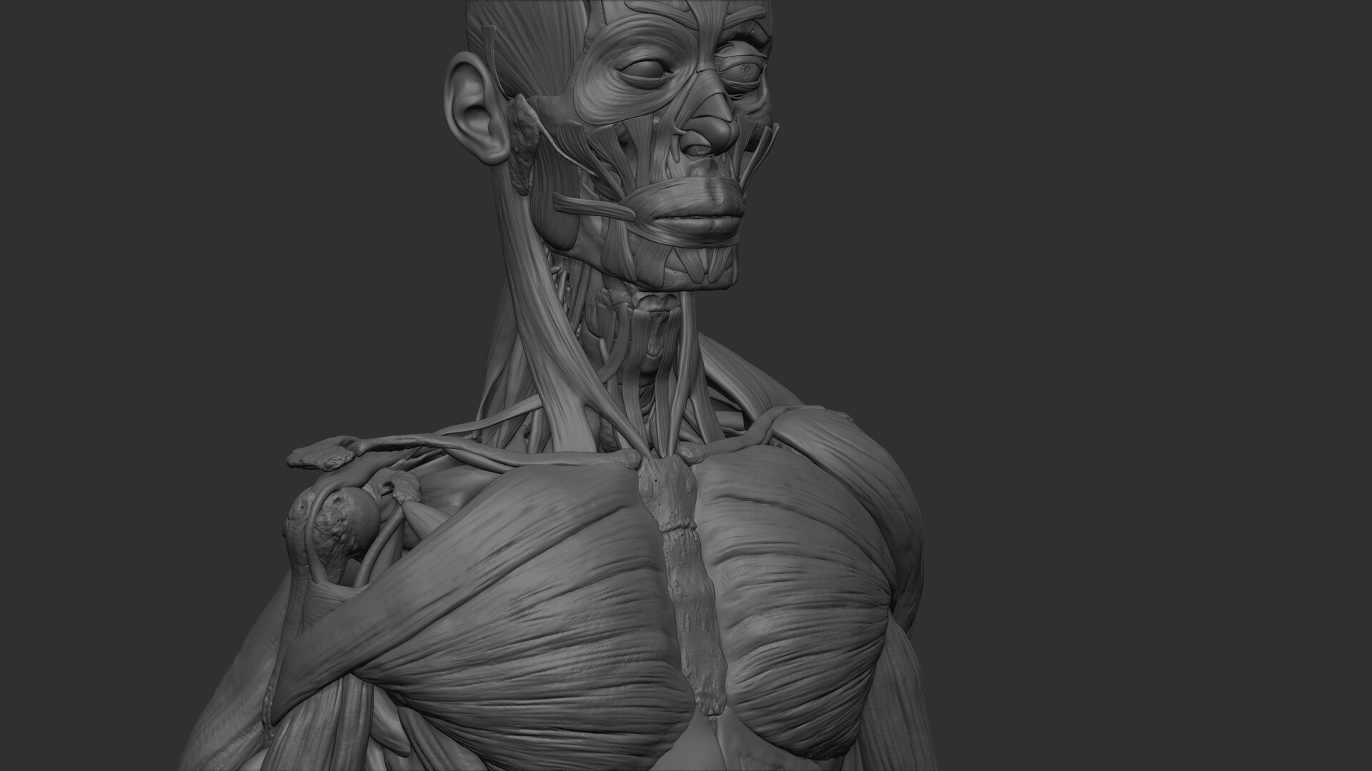 Human Anatomy Wallpaper Model 3d.