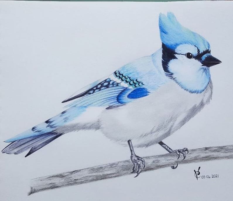 Artstation Blue Jay Christi Venter Artstation Blue Jay Christi Venter