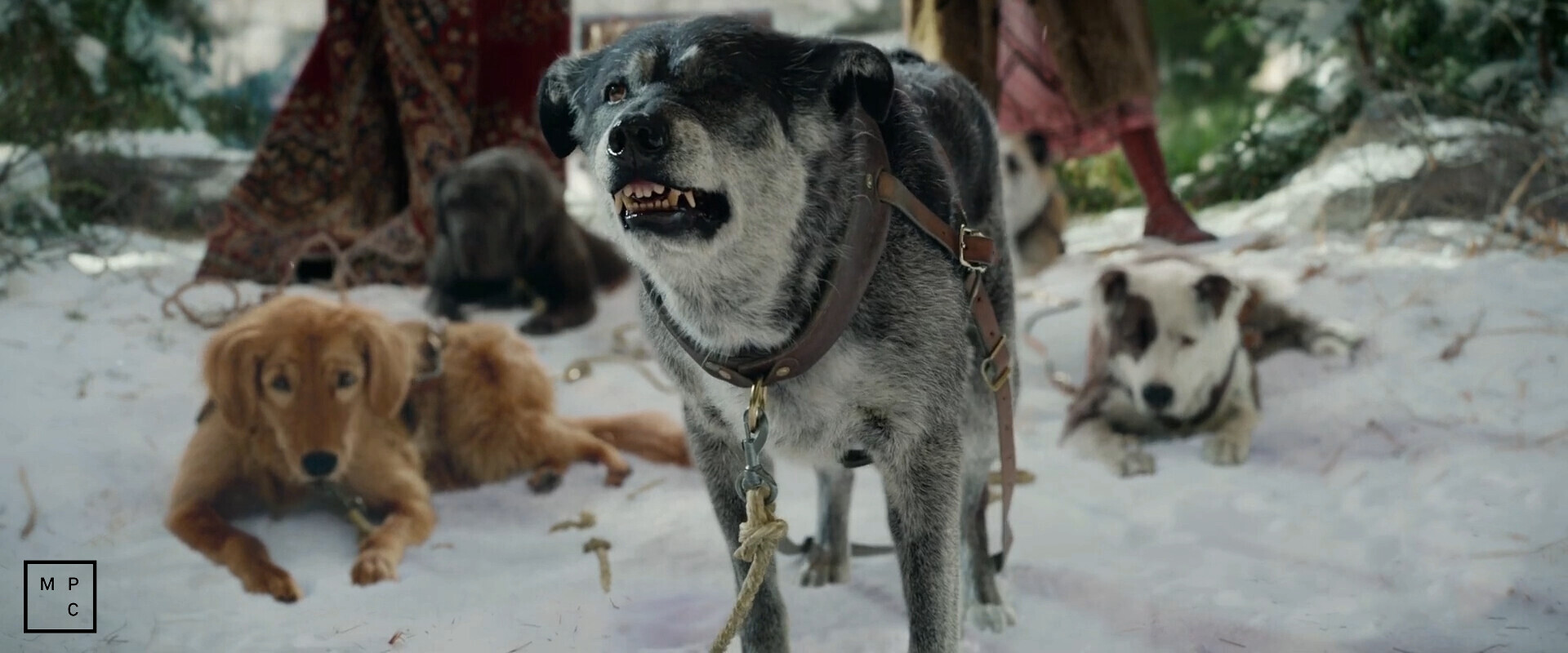 Sol Leks Call Of The Wild