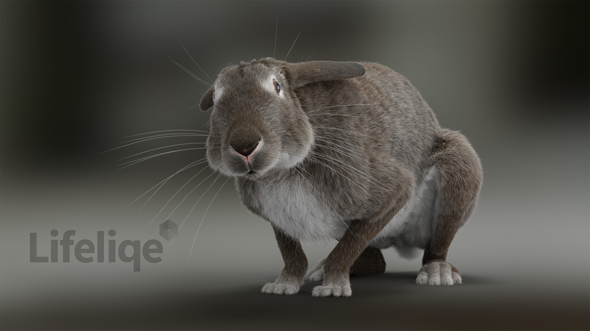 Roman Mrazek - Rabbit