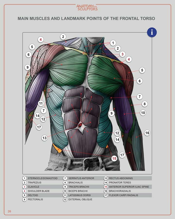 Artstation Male Frontal Torso Main Muscles And Landmark Points Anatomy For Sculptors