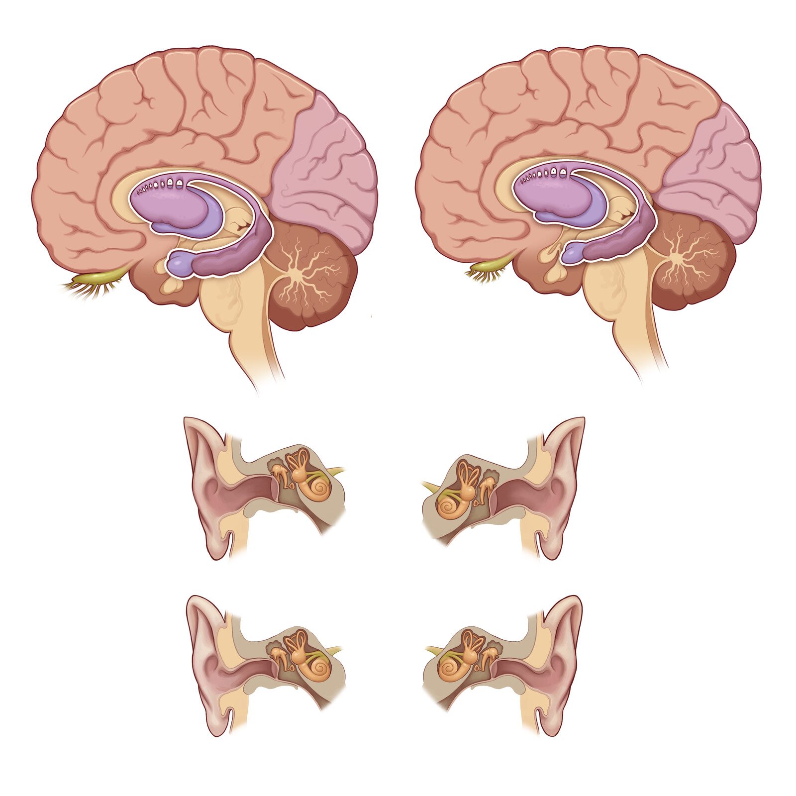 Comparing the Draculodon's brain to the regular human one. 