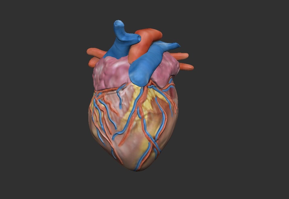 ArtStation - 3D animation - heart palpitations