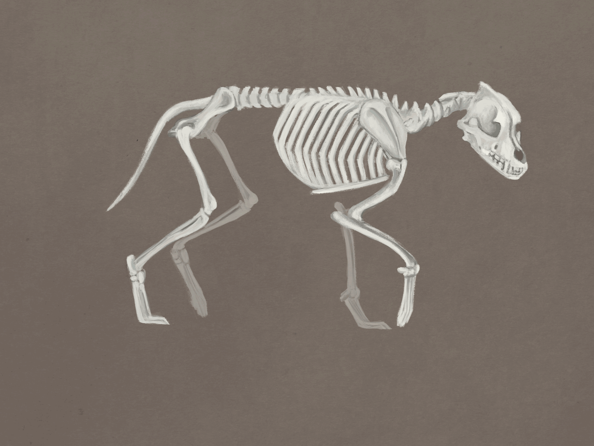ArtStation - Wolf anatomy sketch