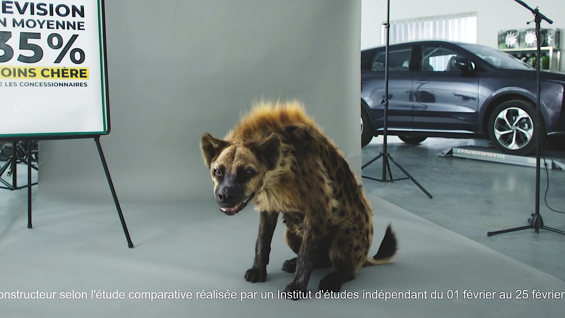 Artstation Feu Vert Commercial Hyena Fur Groom