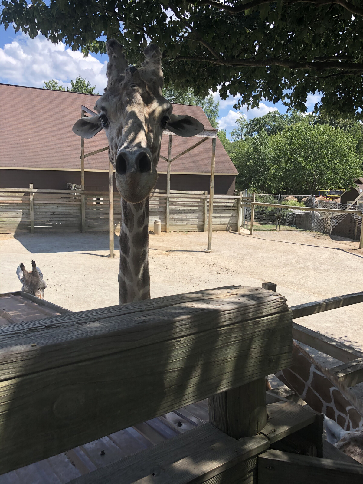 Here's the reference image I used. I took it at the zoo.