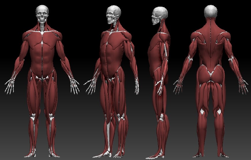 ArtStation - Male Anatomy Practice
