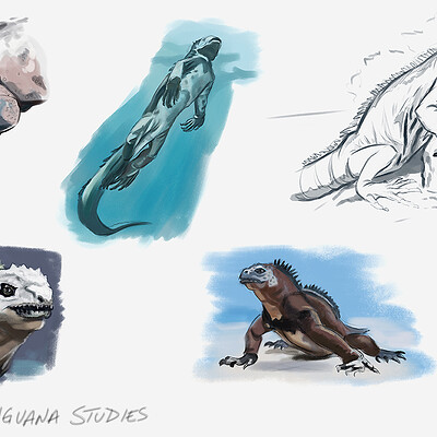 Jayna pavlin jaynapavlin marineiguana wk4