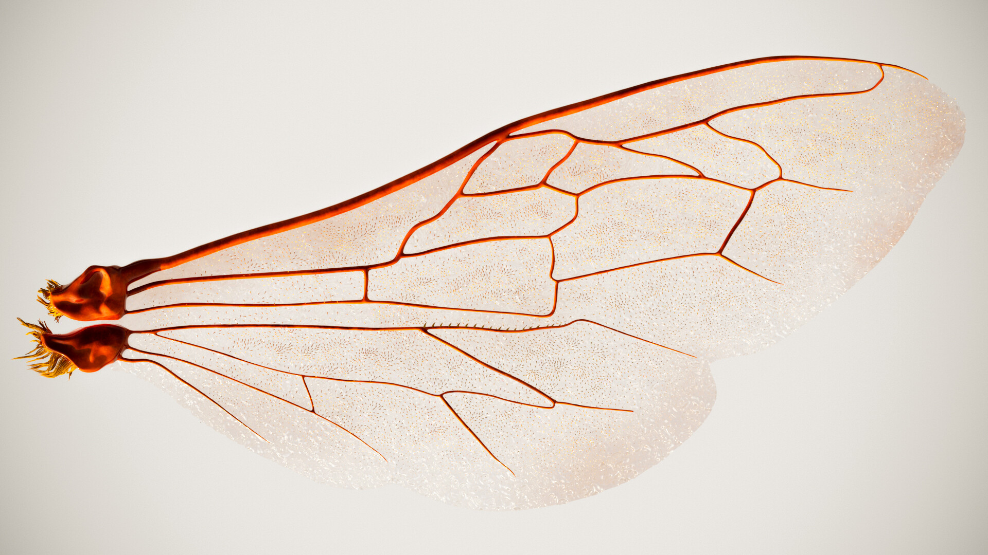 ArtStation Bee Wing Study