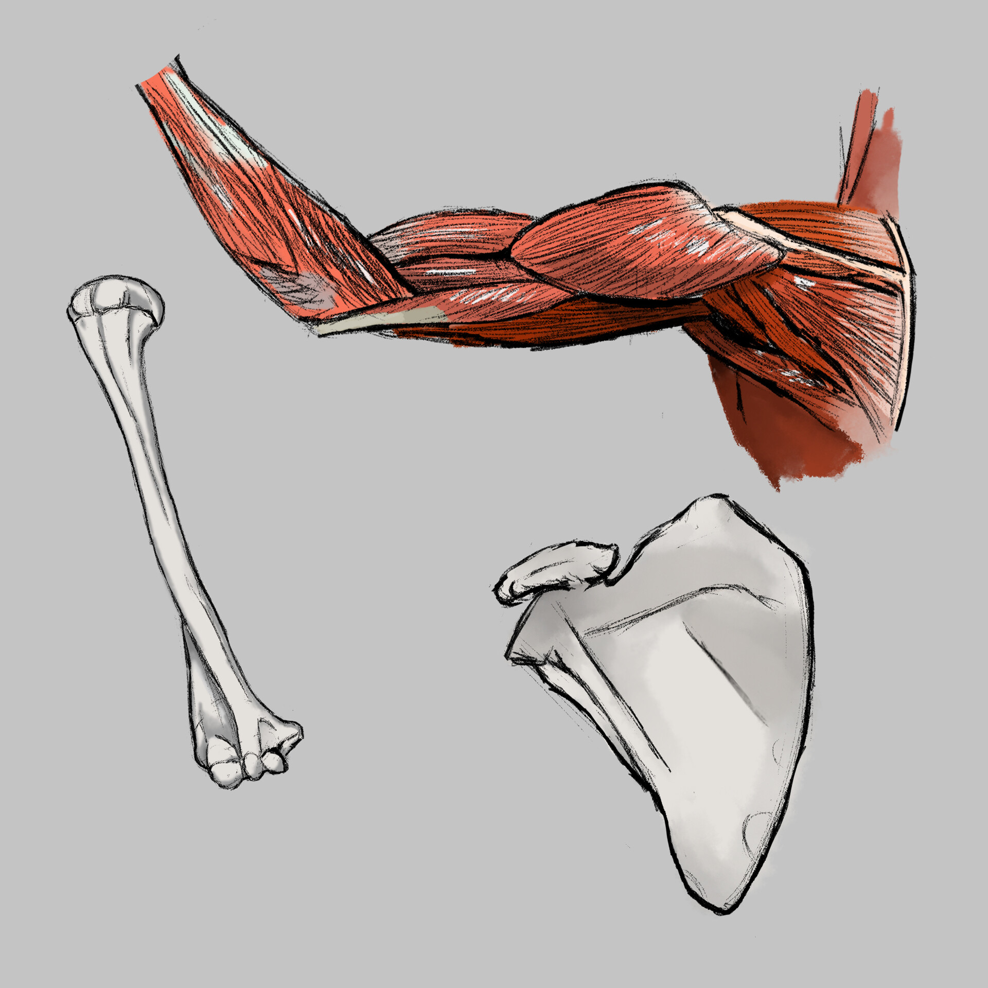 ArtStation Arm Anatomy