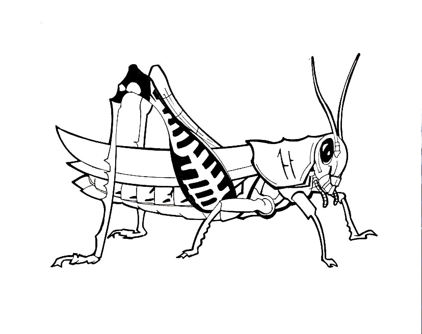 ArtStation - Grasshopper - Technical Illustration - Justin Pinheiro