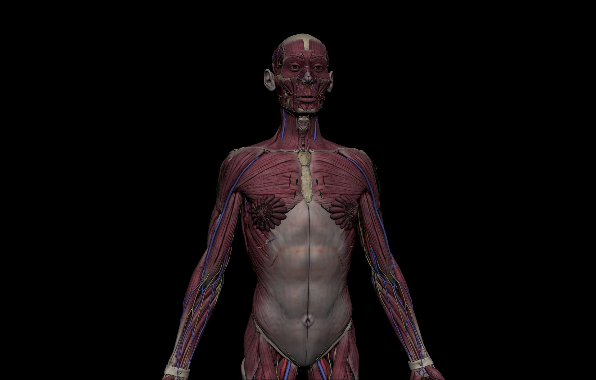 ArtStation - HD Human Anatomy 3D Models