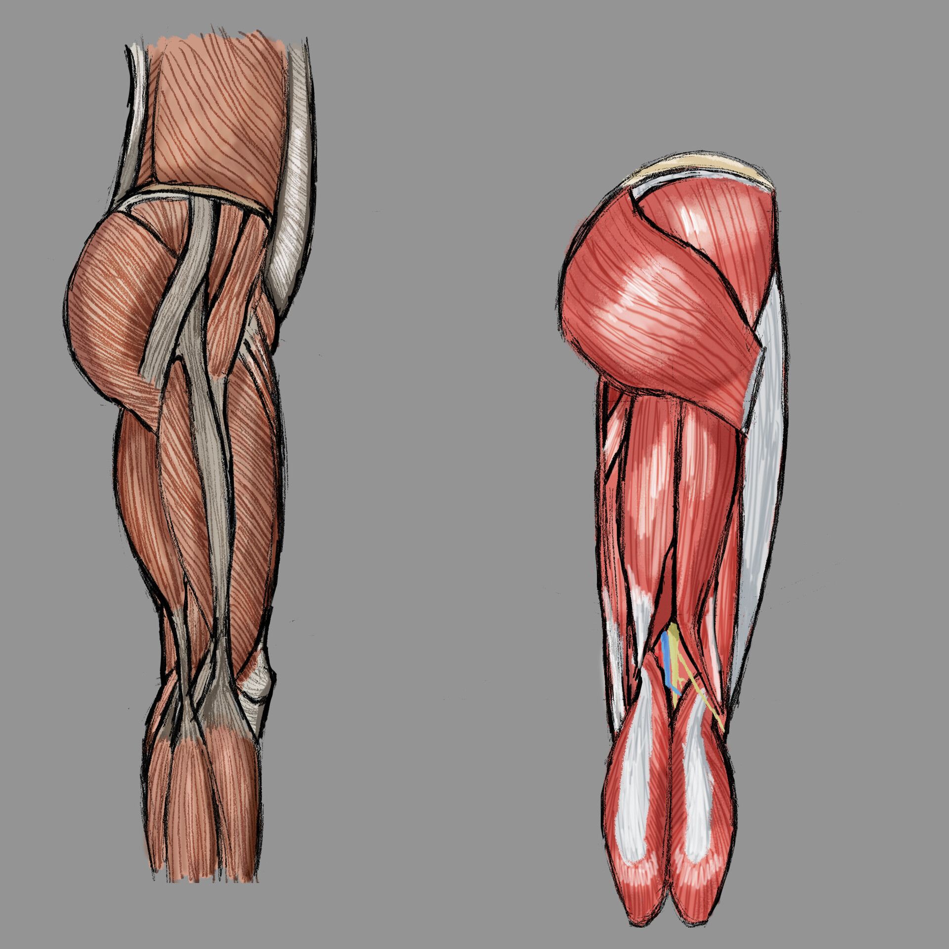 Muscles of the Leg - Video Lesson by Drawing Academy | Drawing Academy