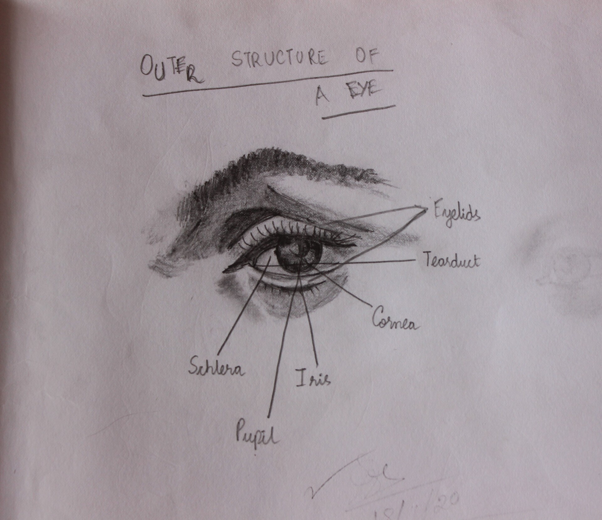 Human Eye Diagram, How The Eye Work -15 Amazing Facts of Eye