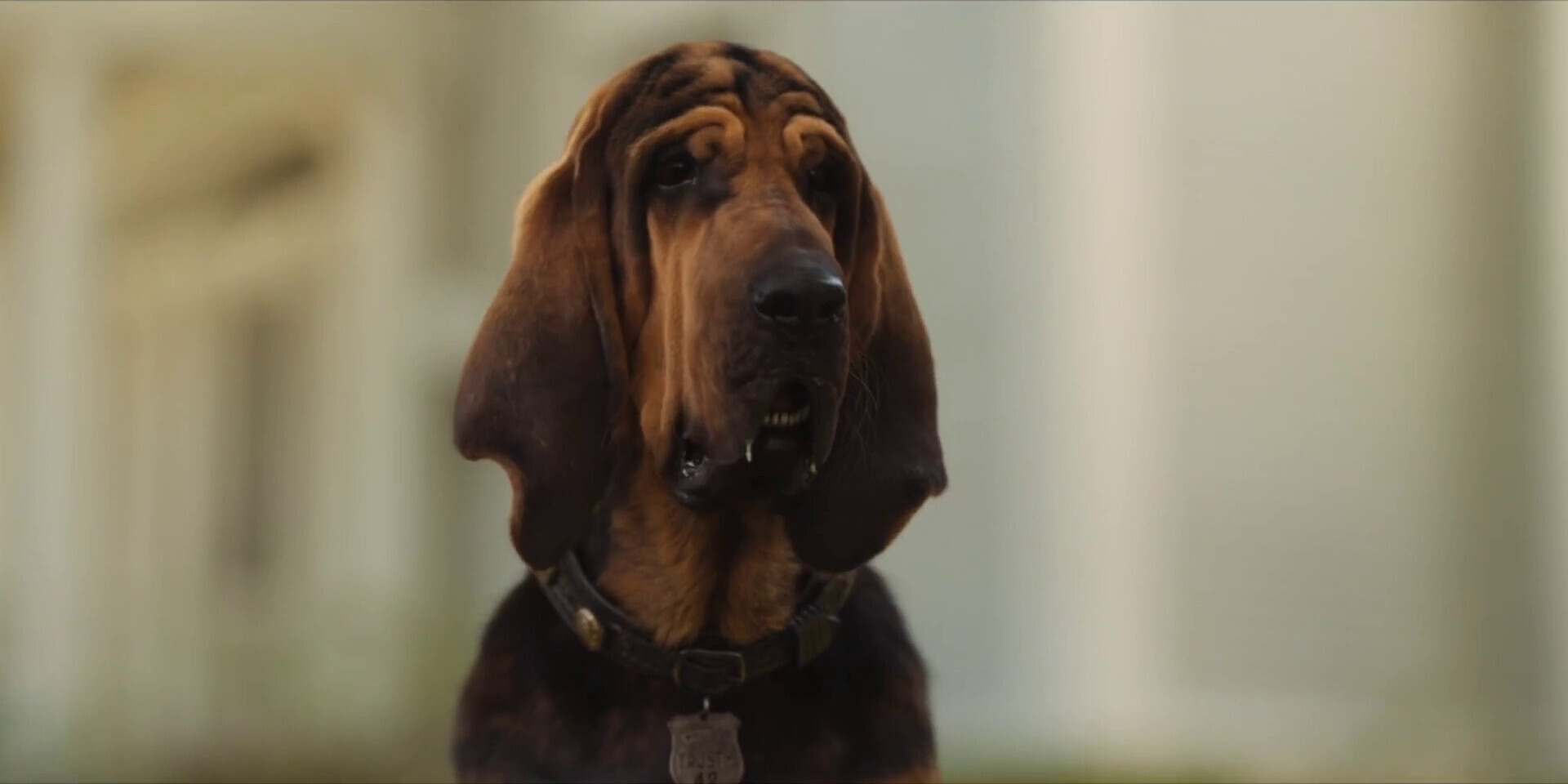 Trusty sales the bloodhound