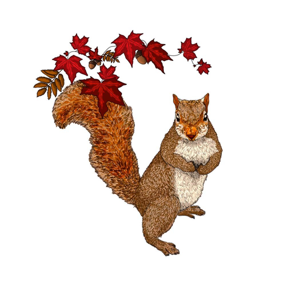 Autumn Squirrel