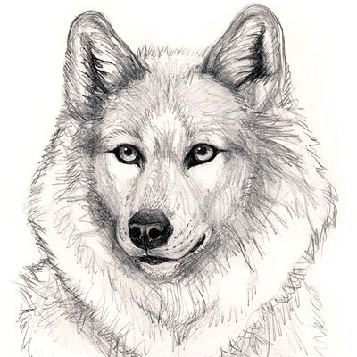 Free: Hand drawn wolf face - nohat.cc