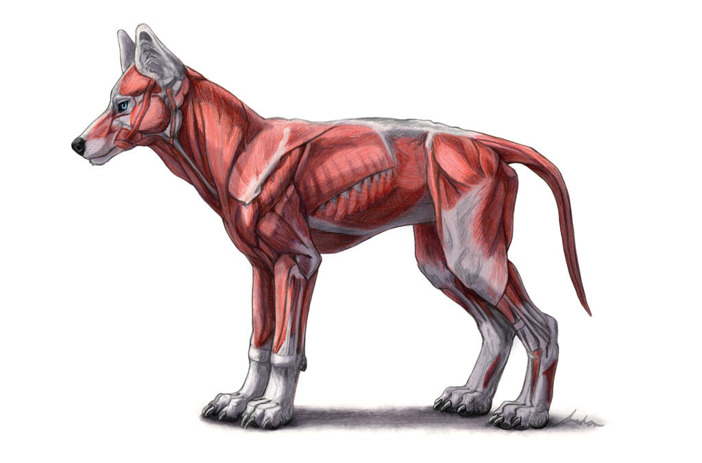 Wolf Anatomy Diagram