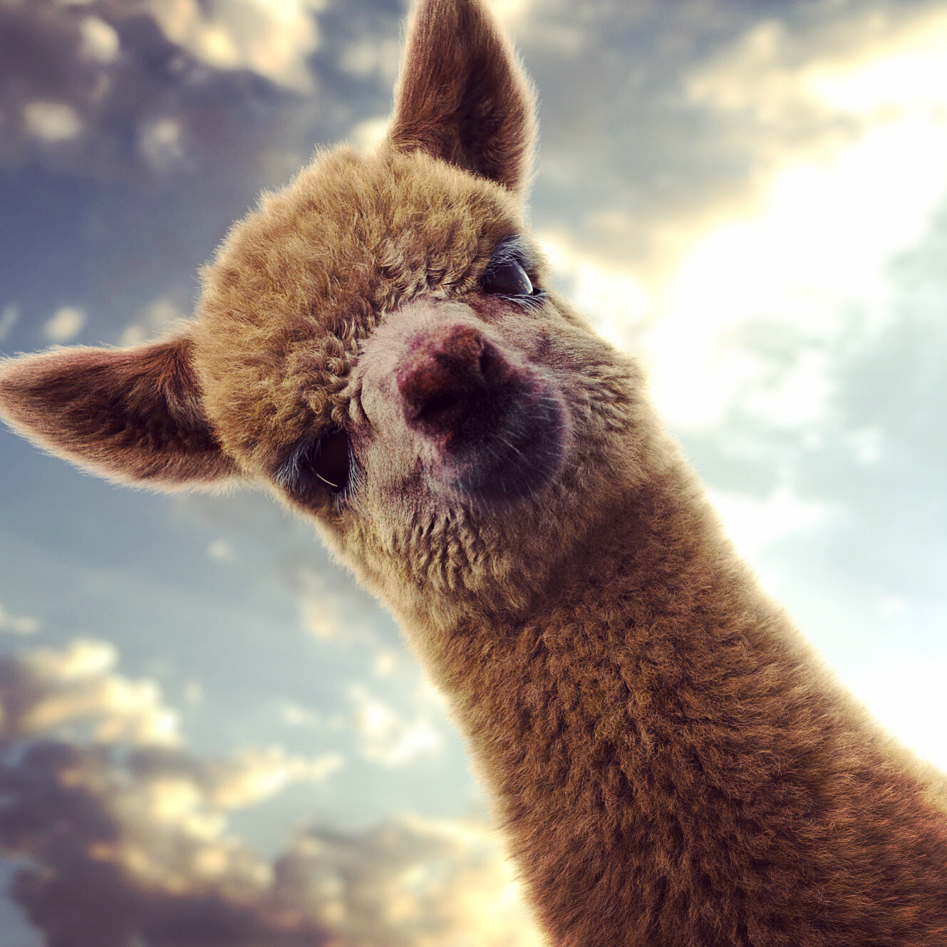 Young Alpaca