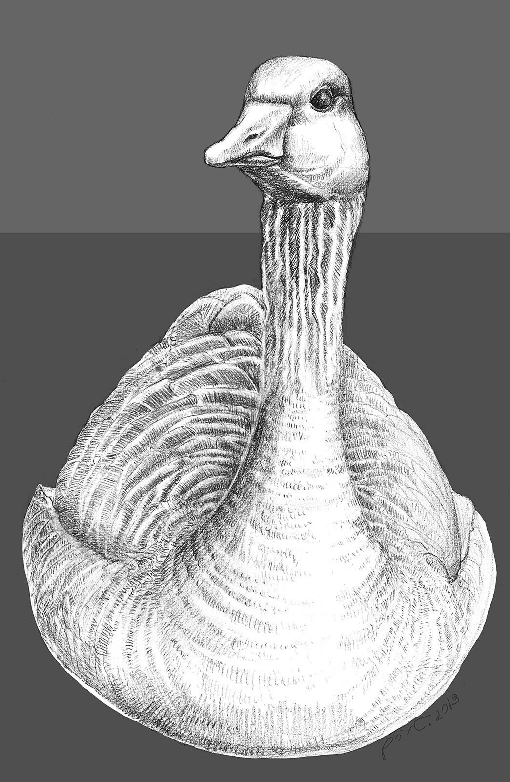 Goose - ornitology illustration