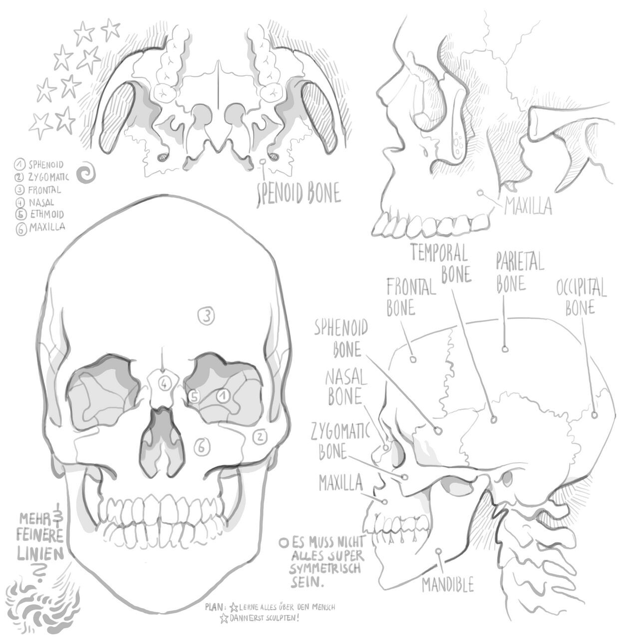 While it is easy to draw a simple skull, remembering everything that is going on inside the eyeholes and on the bottom side can be challenging. 