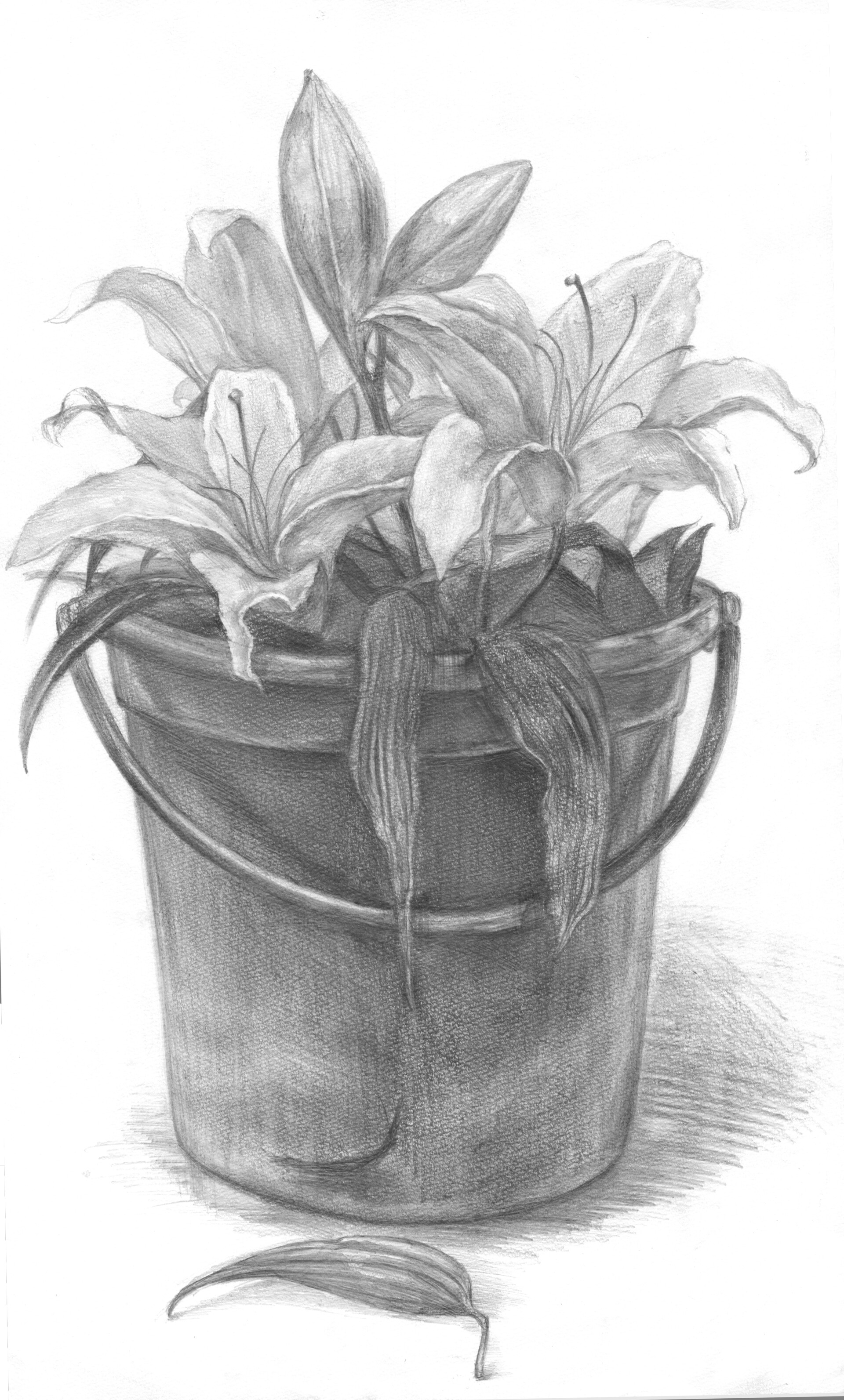 A flower pot sketch I made : r/drawing