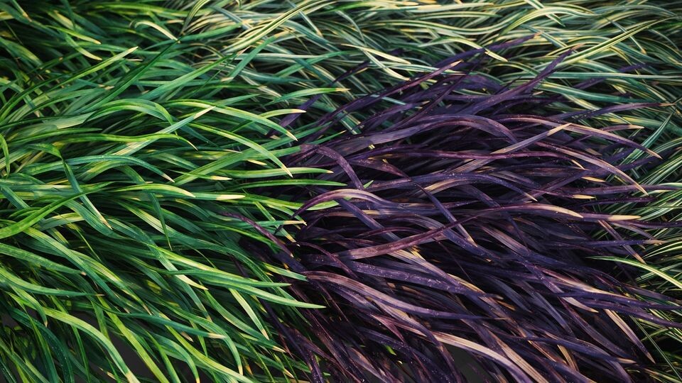 ArtStation - HQ Grass ArtStation - HQ Grass