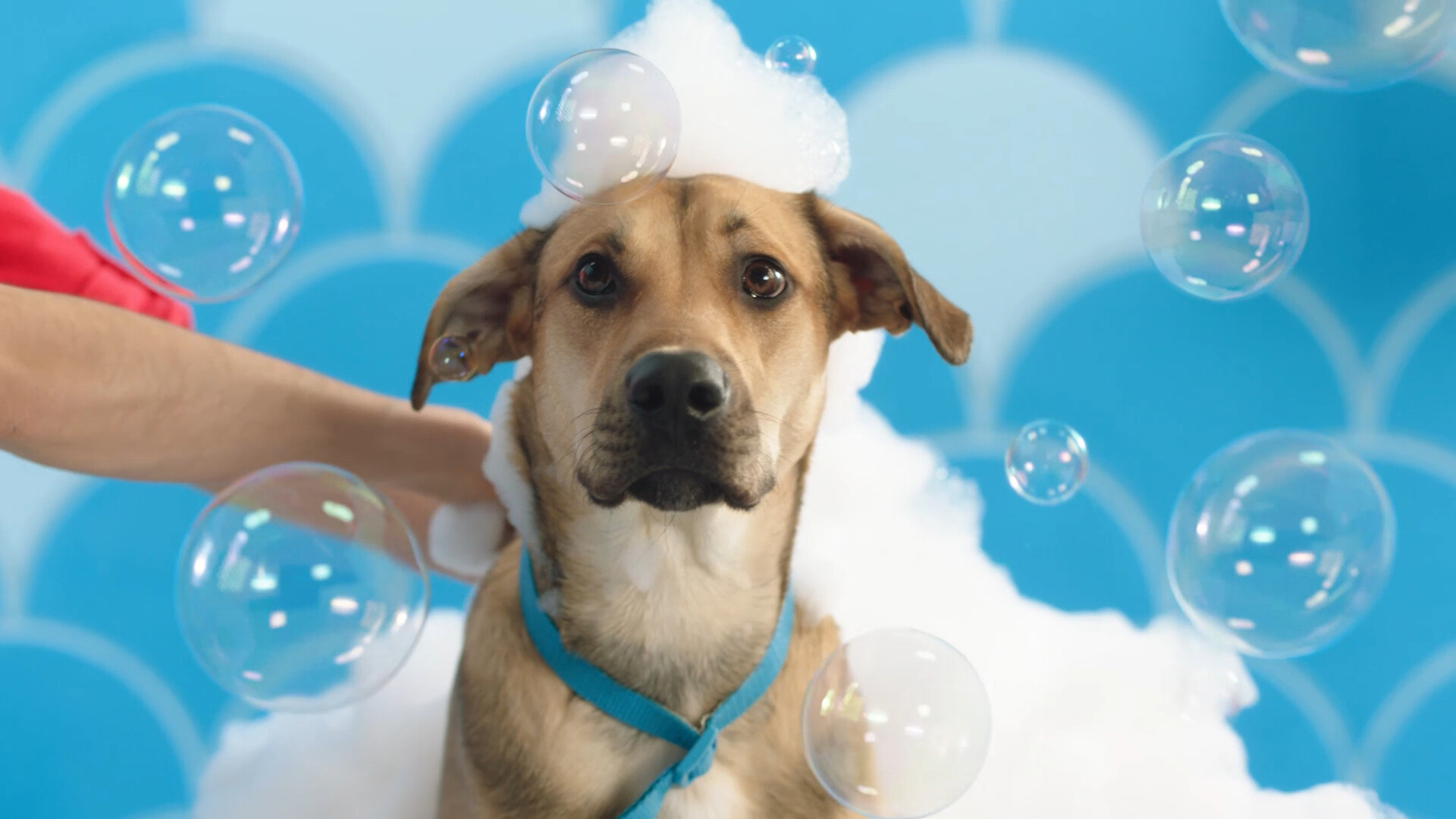 dog bubbles petco