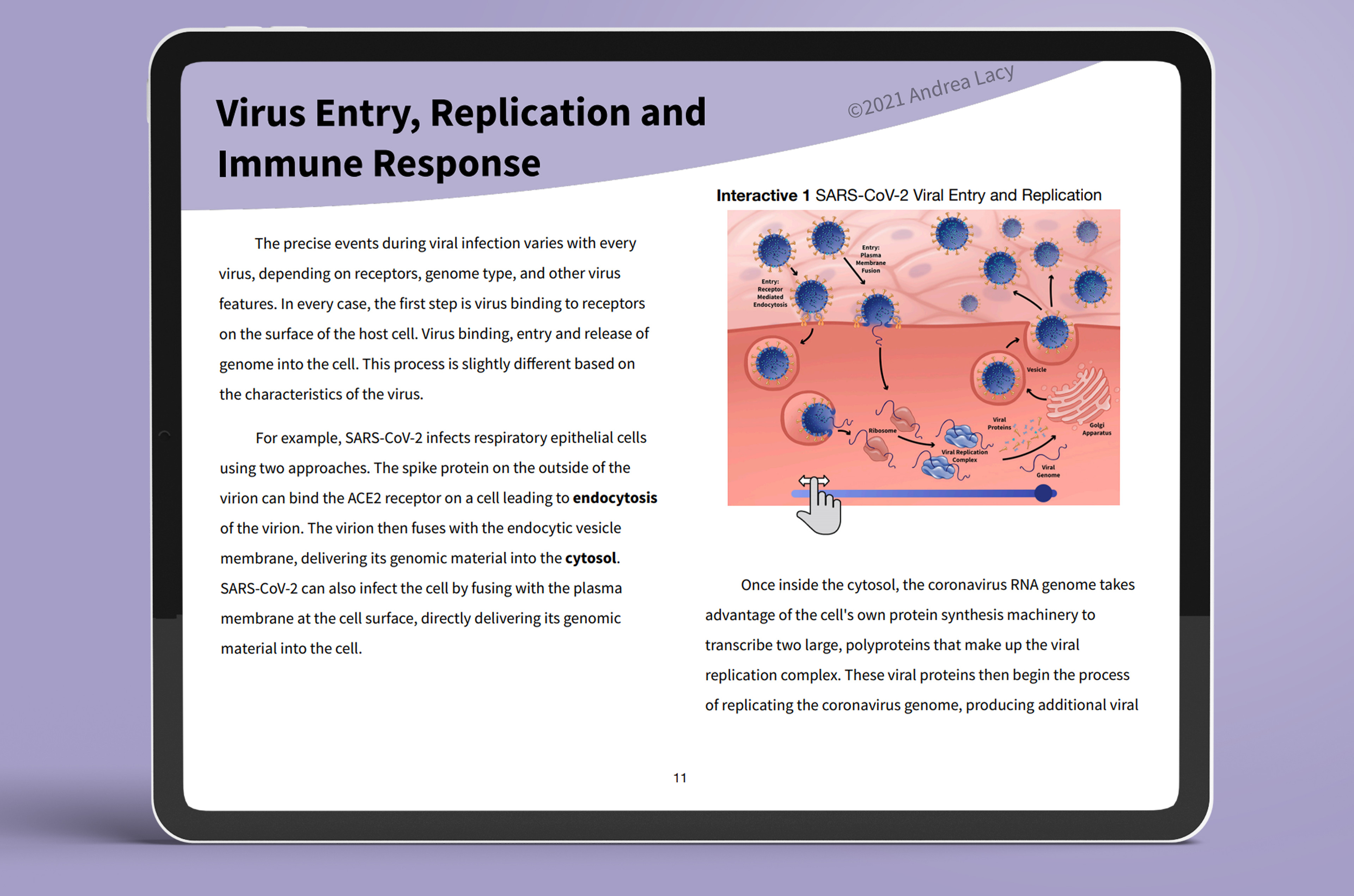 Section 4 describes the life cycle of SARS-CoV-2 and includes two interactive slider animations. 